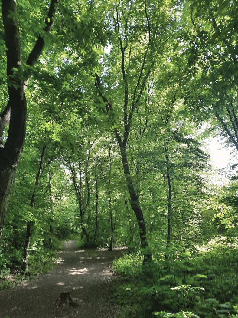 Waldweg unter hellgrünem Blätterdach